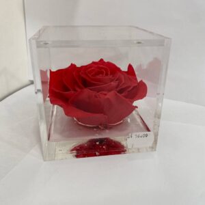 Rosa Stabilizzata Grande Rossa 10x10 cm