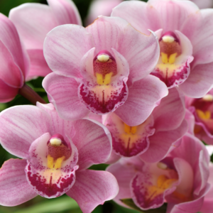 Orchidee